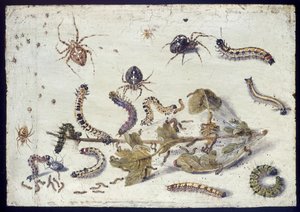 Various Spiders and Caterpillars, with a Sprig of Gooseberry, early 1650s by Jan van Kessel the Elder